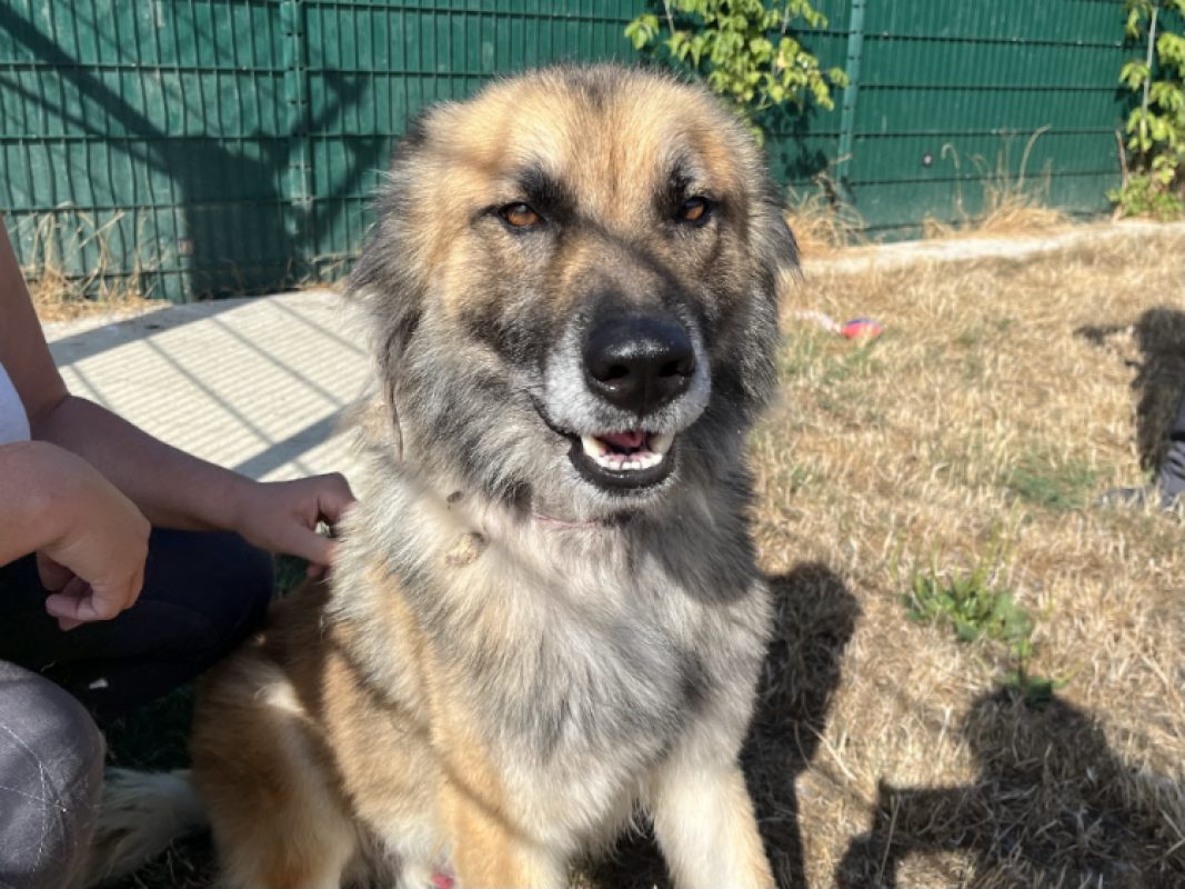 Thanos - Chien Berger Belge Tervueren à adopter - photo 2