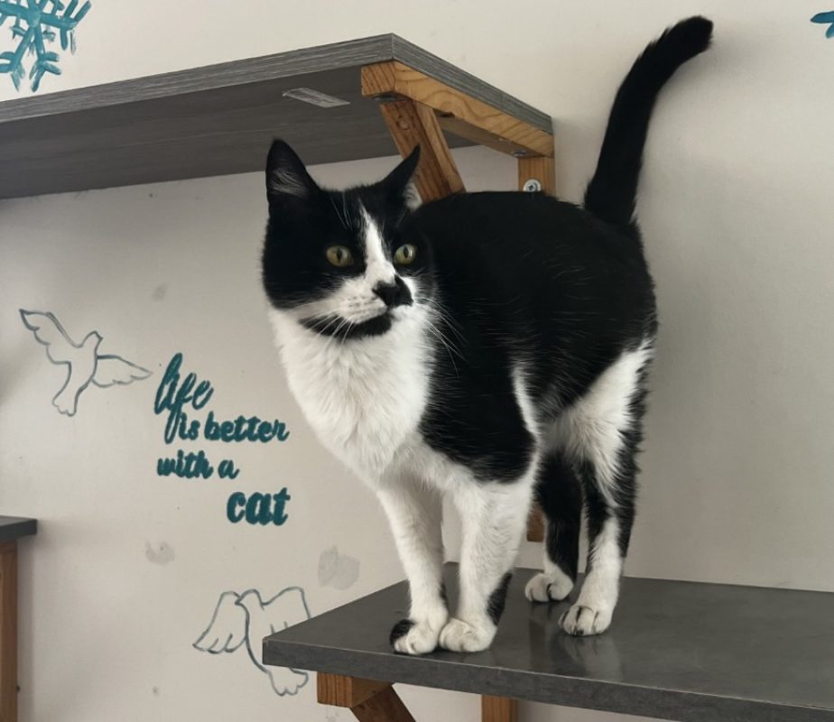 Pistache - Chat Européen à adopter