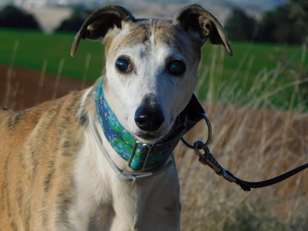 CHERI - Chien Galgo à adopter