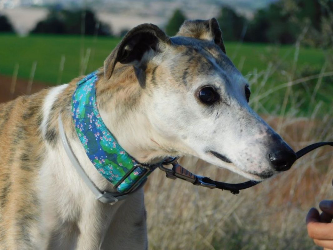 CHERI - Chien Galgo à adopter - photo 5