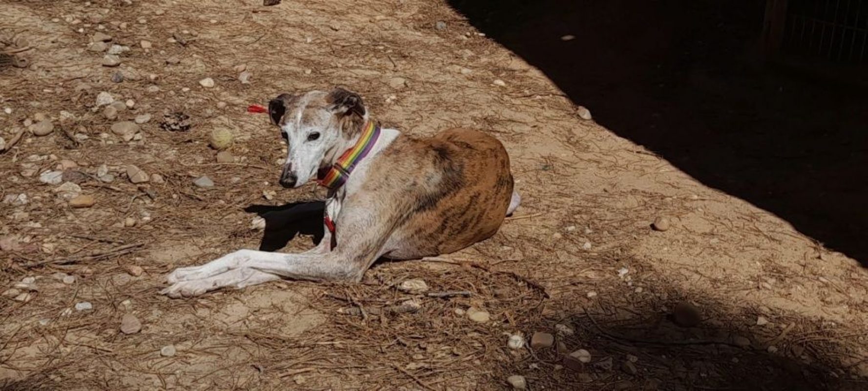 CHERI - Chien Galgo à adopter - photo 3