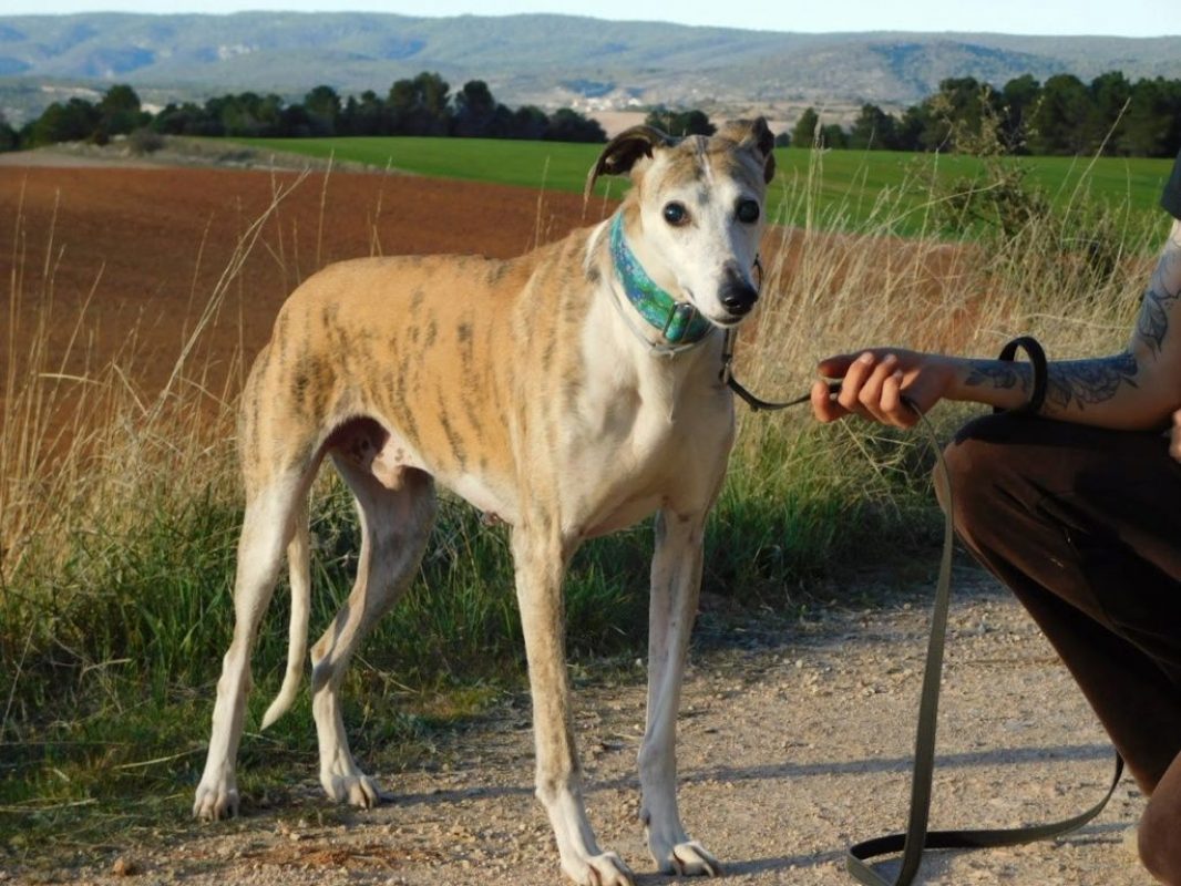 CHERI - Chien Galgo à adopter - photo 4