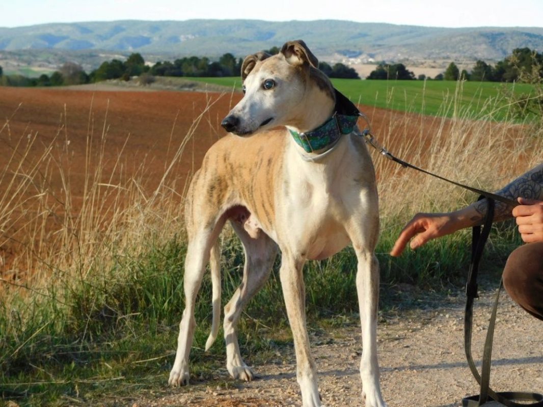 CHERI - Chien Galgo à adopter - photo 2