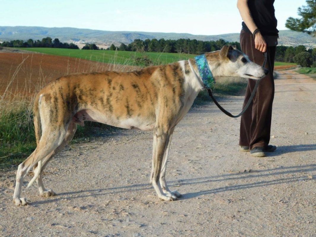 CHERI - Chien Galgo à adopter - photo 6