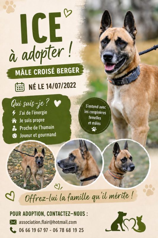 Ice - Chien à adopter