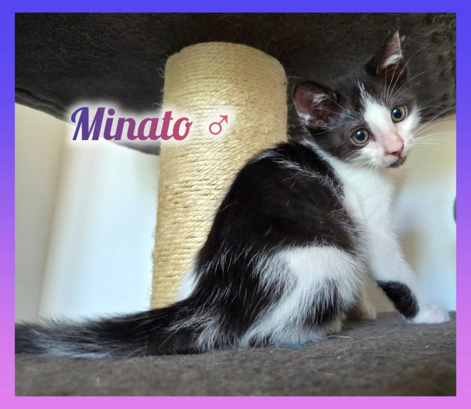Minato - Chat Européen à adopter