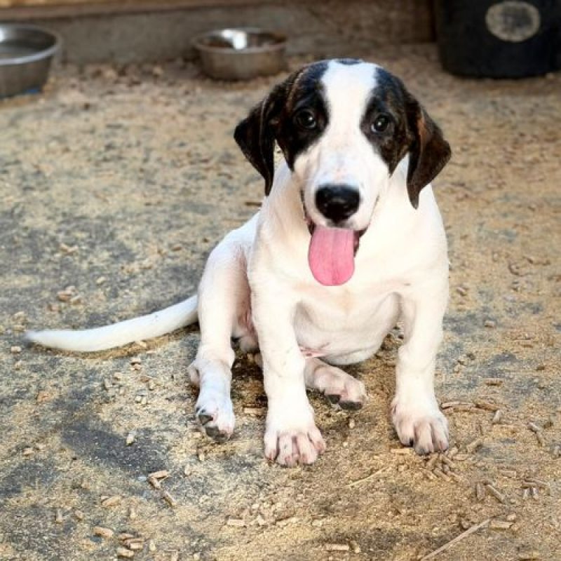 ELIOS - Chien à adopter - photo 3