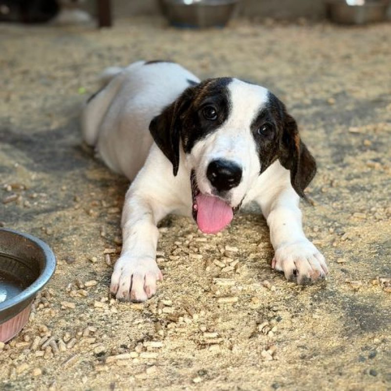 ELIOS - Chien à adopter - photo 2