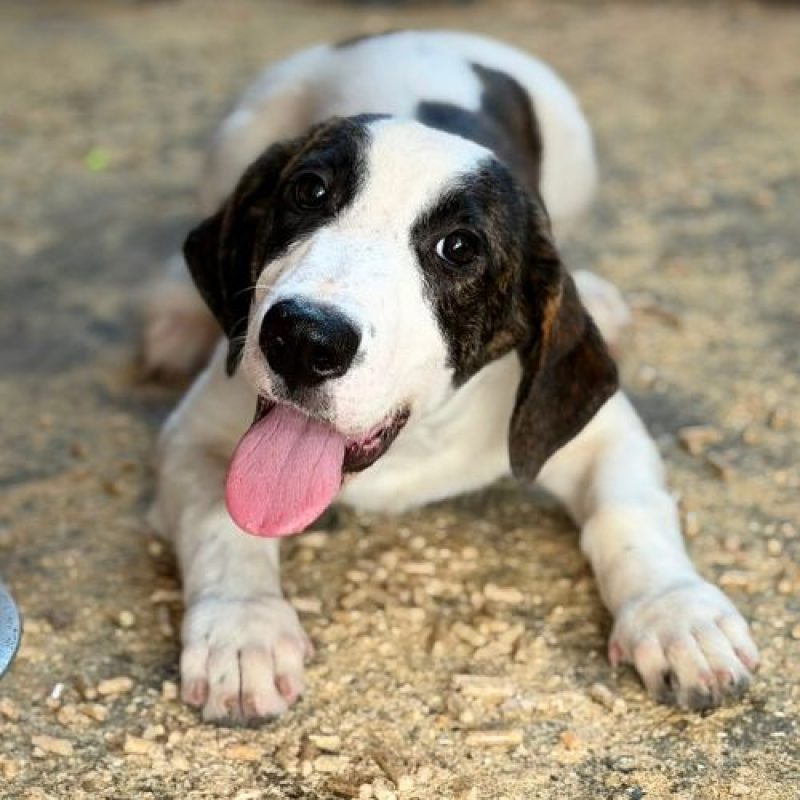 ELIOS - Chien à adopter - photo 4