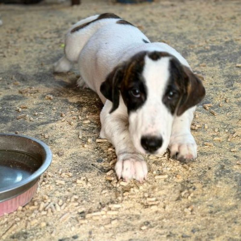 ELIOS - Chien à adopter - photo 6
