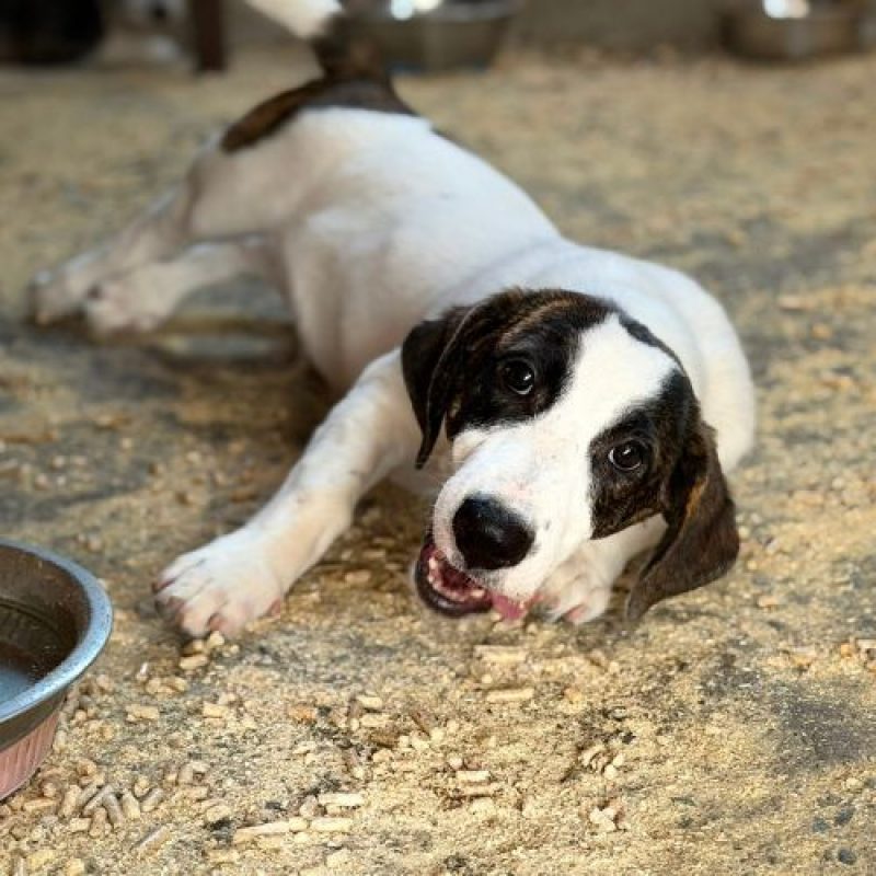 ELIOS - Chien à adopter - photo 5
