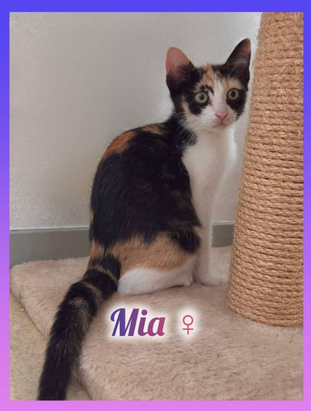 Mia - Chat Européen à adopter
