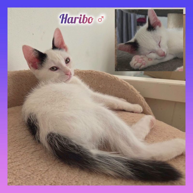 Haribo - Chat Européen à adopter