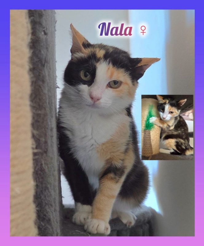 Nala - Chat Européen à adopter