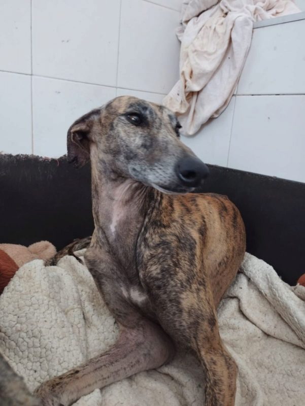 ATIZA - Chien Galgo à adopter - photo 4