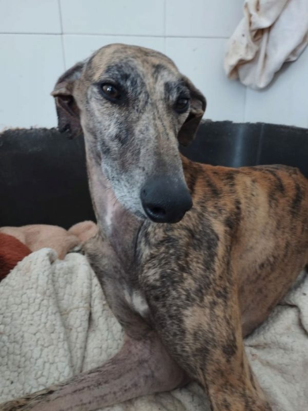 ATIZA - Chien Galgo à adopter