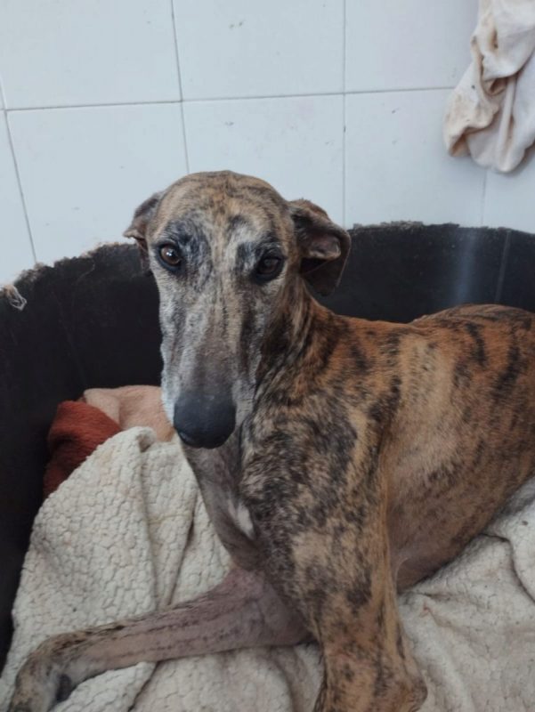 ATIZA - Chien Galgo à adopter - photo 2
