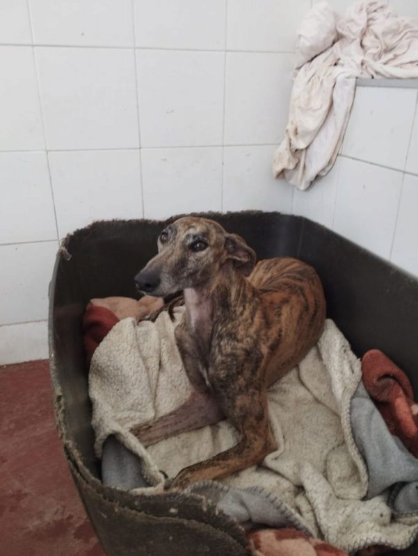 ATIZA - Chien Galgo à adopter - photo 5