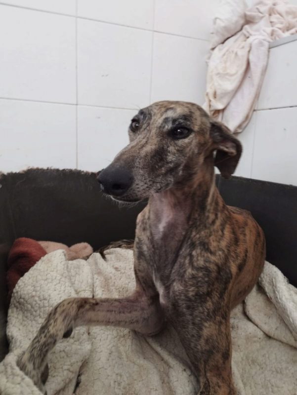 ATIZA - Chien Galgo à adopter - photo 3
