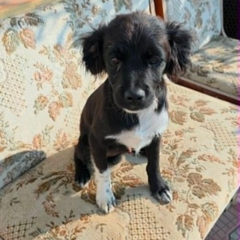LOTTO - Chien à adopter - photo 4