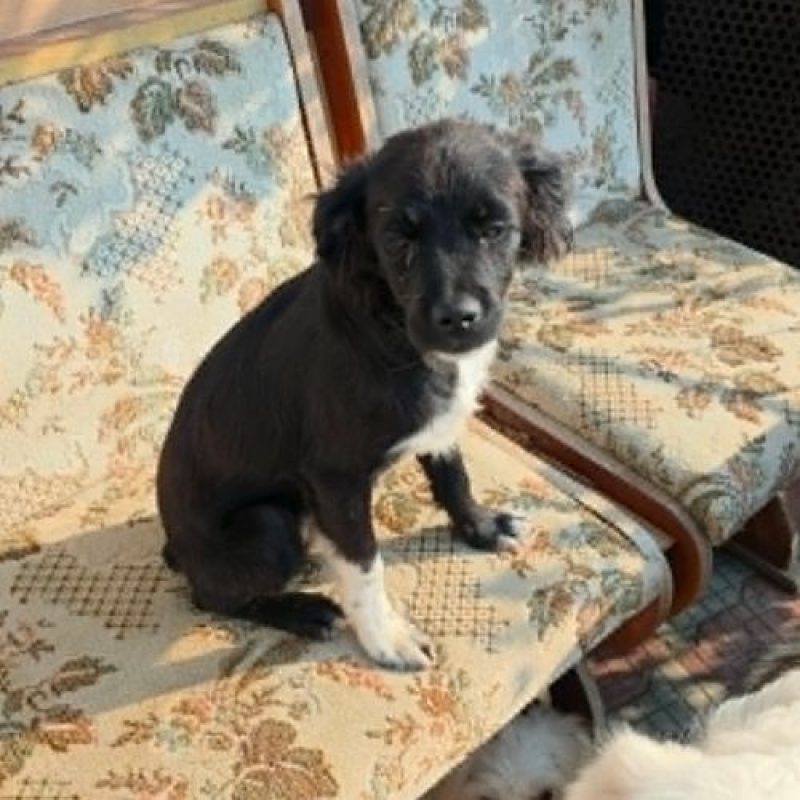 LOTTO - Chien à adopter - photo 6