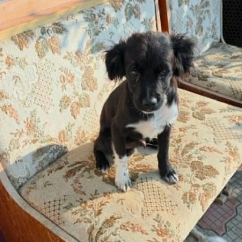 LOTTO - Chien à adopter - photo 3