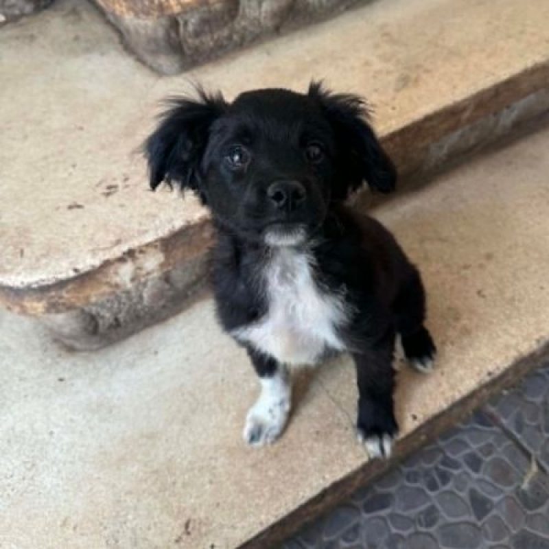 LOTTO - Chien à adopter - photo 7