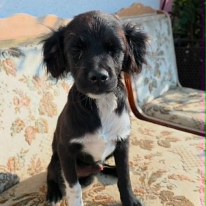 LOTTO - Chien à adopter - photo 8