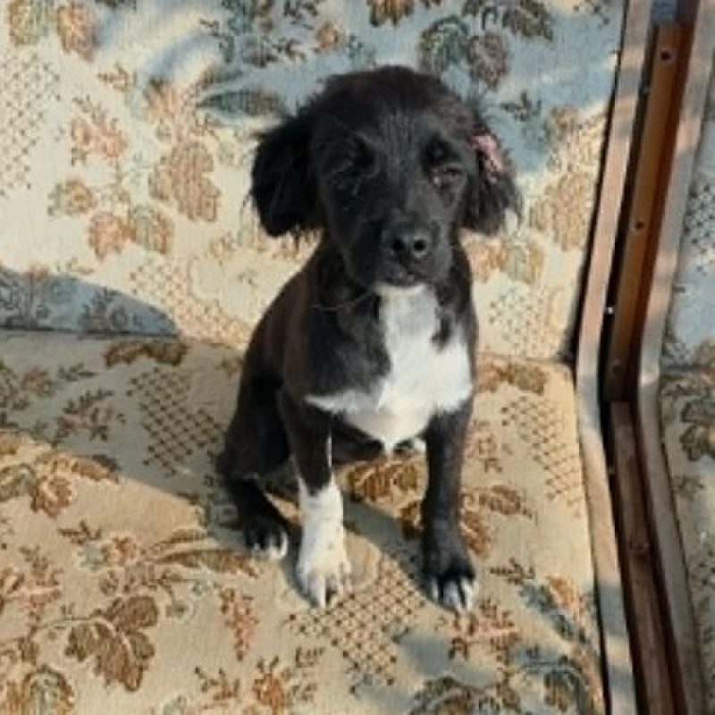 LOTTO - Chien à adopter - photo 5