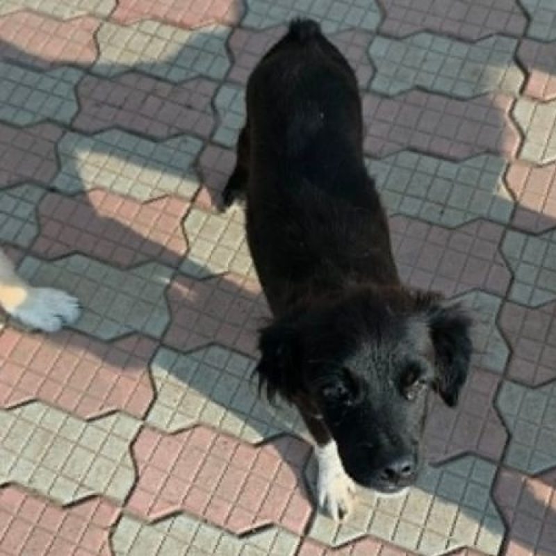 LOTTO - Chien à adopter - photo 2