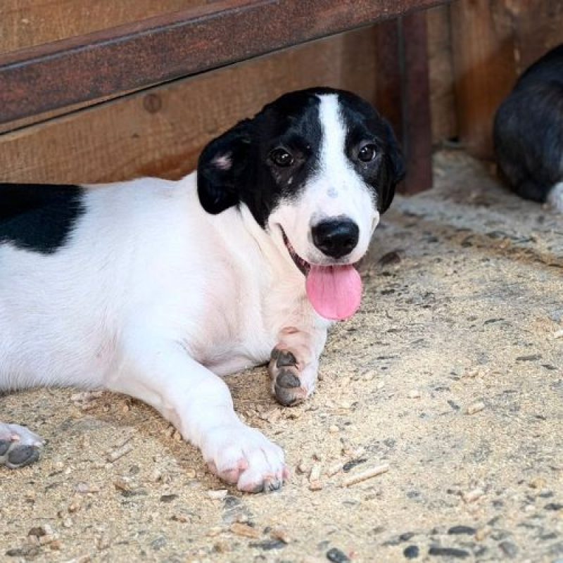 MAO - Chien à adopter - photo 8