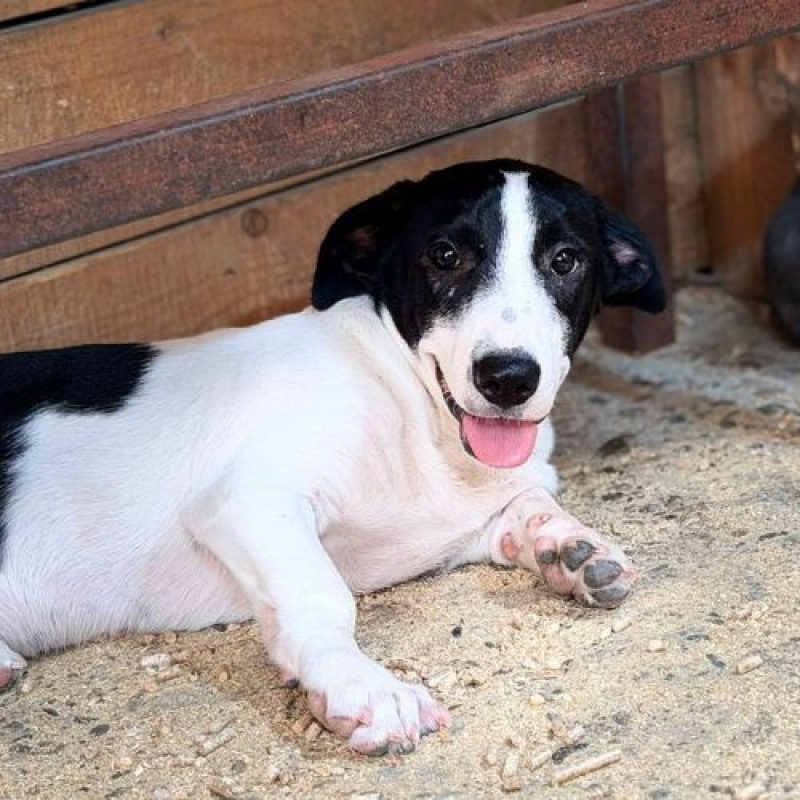 MAO - Chien à adopter - photo 5