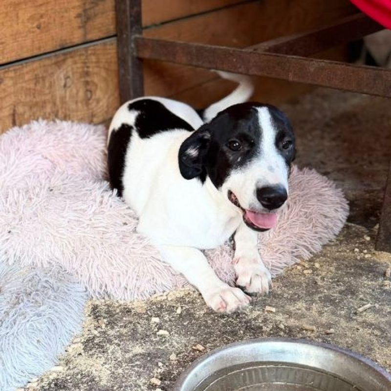 MAO - Chien à adopter - photo 9