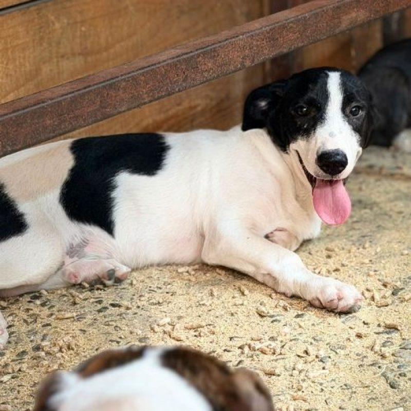 MAO - Chien à adopter - photo 7