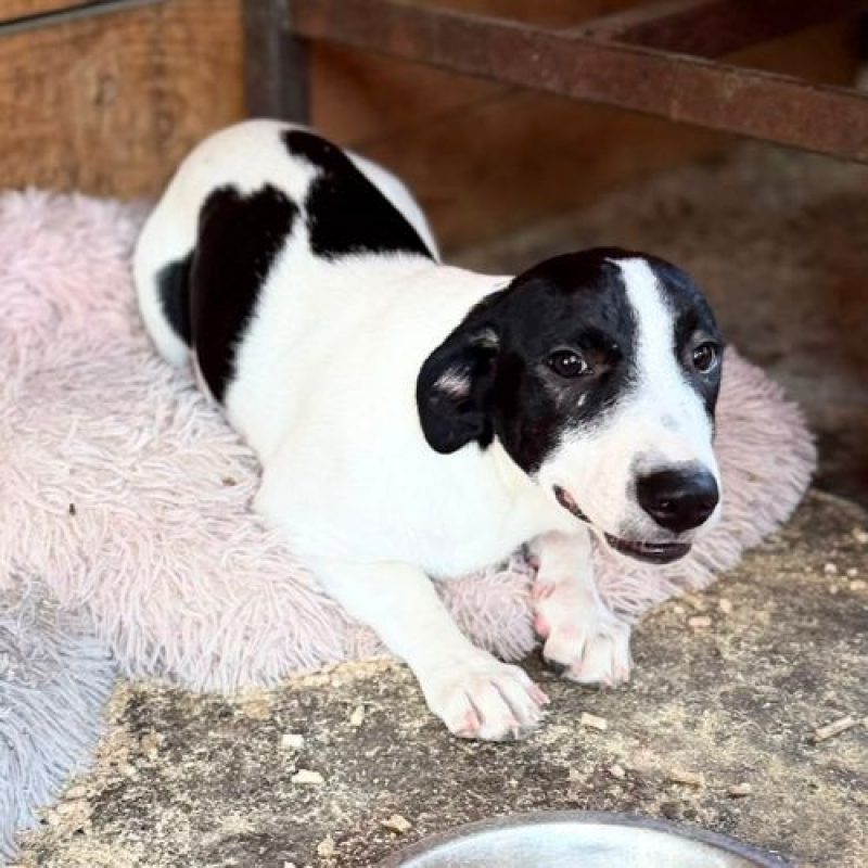 MAO - Chien à adopter - photo 6