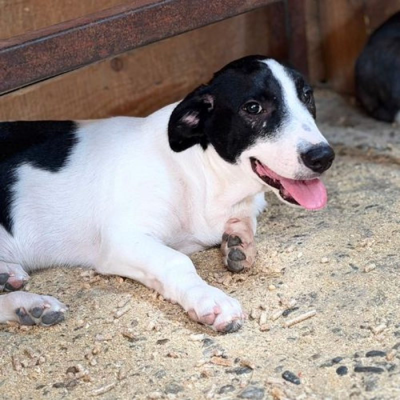MAO - Chien à adopter - photo 3