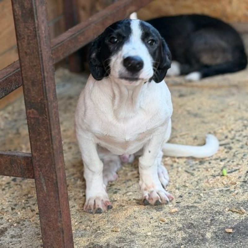 MAO - Chien à adopter - photo 4
