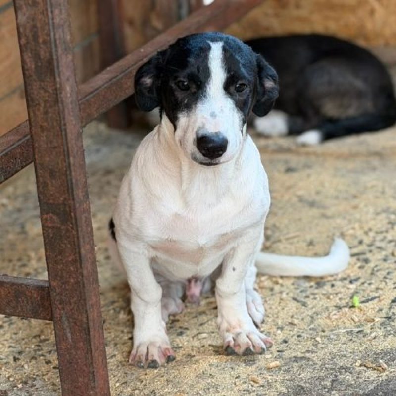 MAO - Chien à adopter