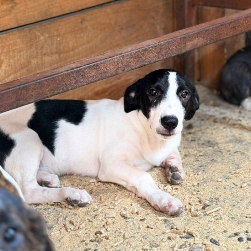 MAO - Chien à adopter - photo 2