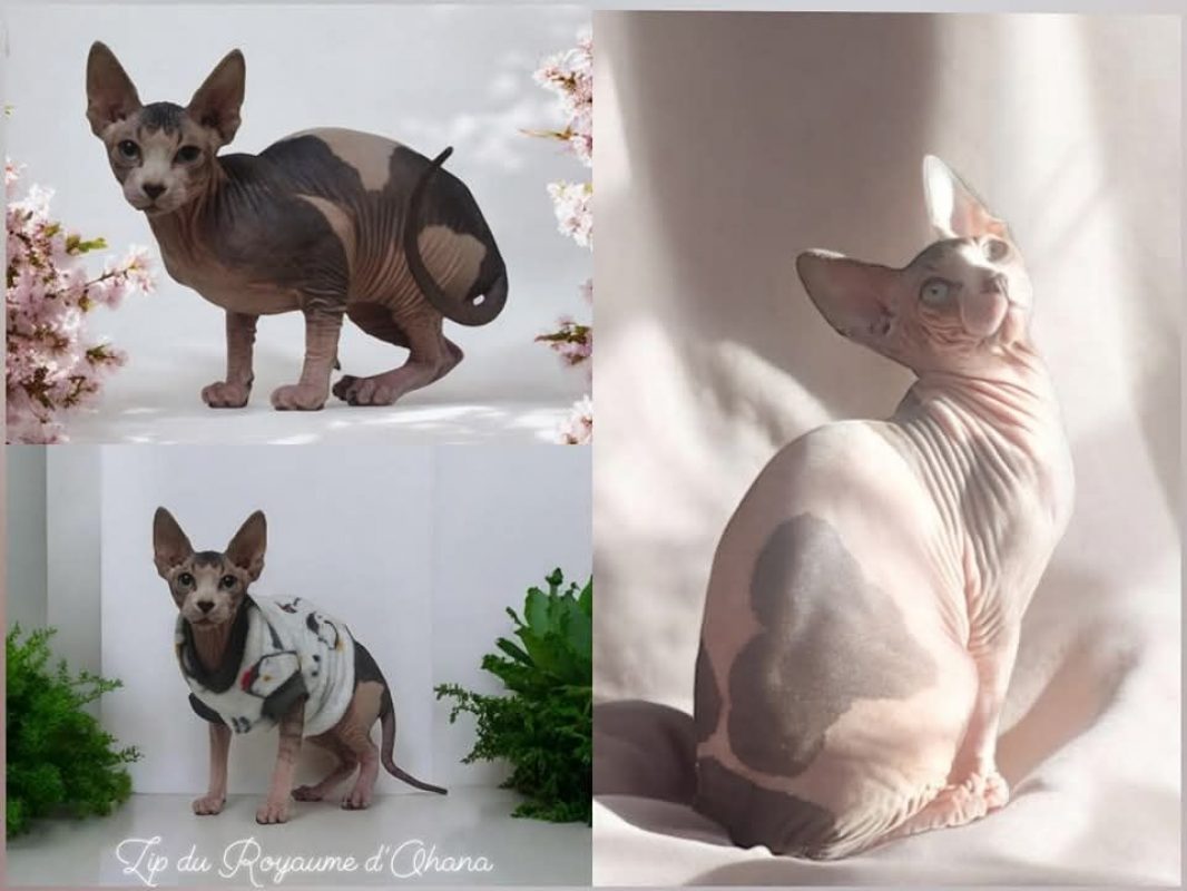 ZIP du royaume d' Ohana - Chat Sphynx à adopter