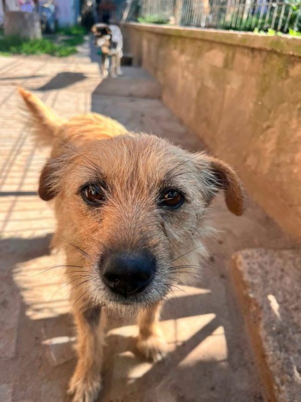 Cocucha - Chien à adopter - photo 2