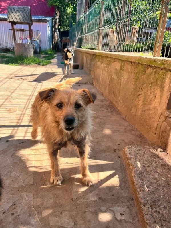 Cocucha - Chien à adopter - photo 5