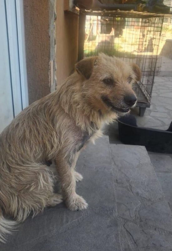 Cocucha - Chien à adopter - photo 3