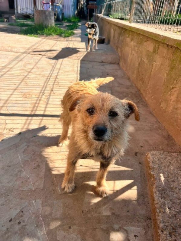 Cocucha - Chien à adopter - photo 4