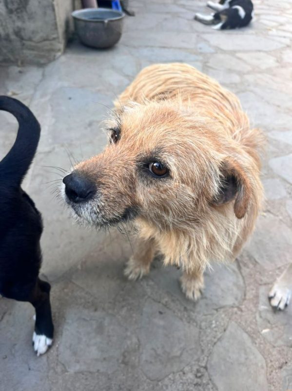 Cocucha - Chien à adopter