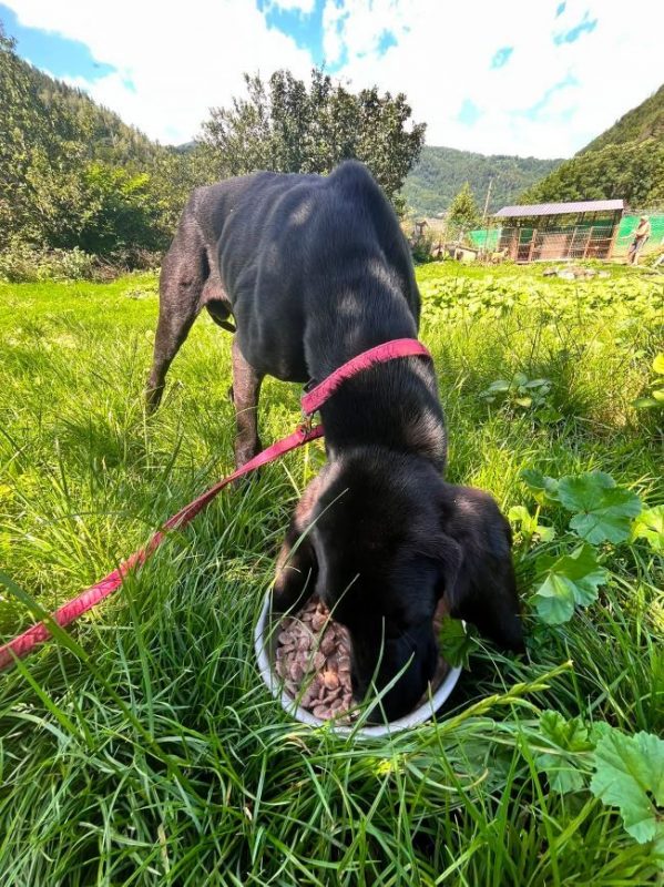 Toby - Chien à adopter - photo 4