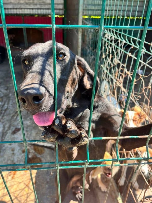 Toby - Chien à adopter