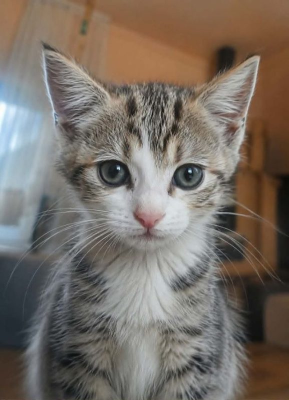 Cooki - Chat à adopter - photo 2