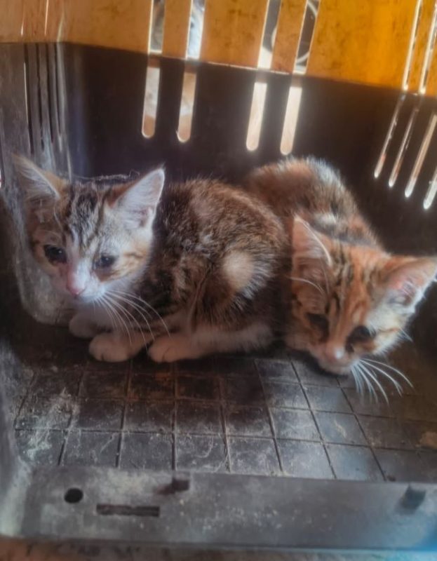 Bali - Chat à adopter - photo 3