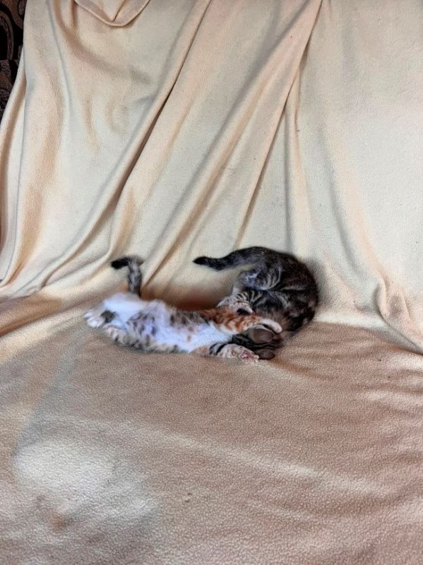 Bali - Chat à adopter - photo 2